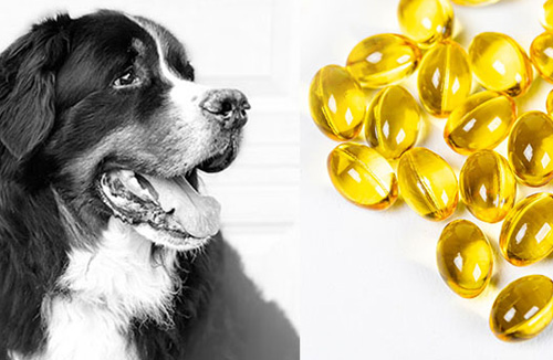 Omega Supplements: Key to a Shiny Coat & Healthy Skin