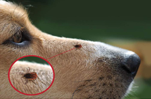 Azadirachta Indica (Neem) is a Natural Anti-Tick Solution for Pets