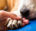 Taking Care of Your Dog’s Paws in this Winter: Advice and Techniques